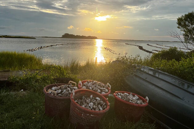 Baskets of oyster shells sit on a grassy shoreline at sunset