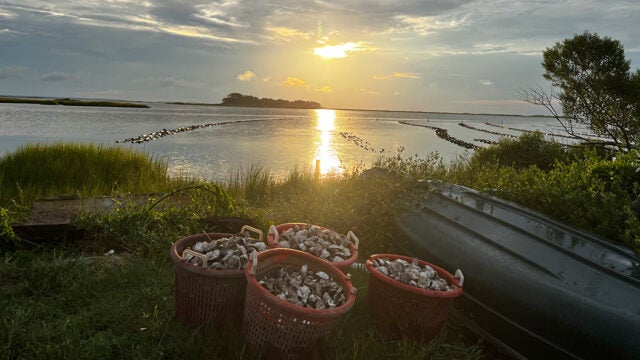 Baskets of oyster shells sit on a grassy shoreline at sunset.