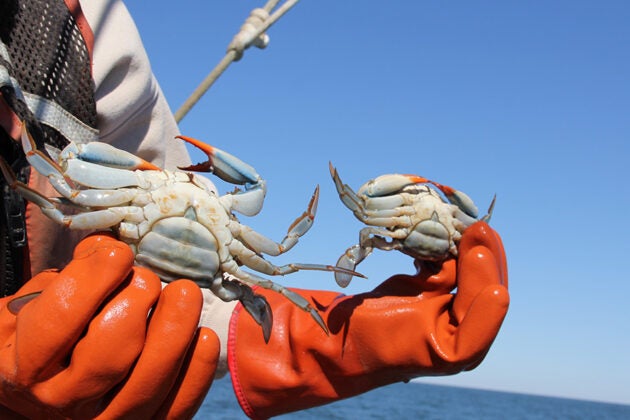 A close-up of a pair of orange-gloved hands holding two blue crabs against a bright blue sky.