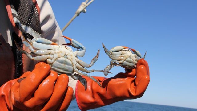 A close-up of a pair of orange-gloved hands holding two blue crabs against a bright blue sky.