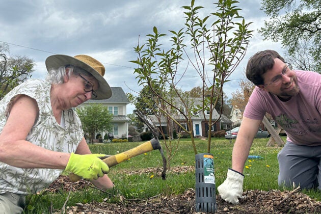 A woman wearing hat and man kneel on the ground and prepare to plant a tree sapling.