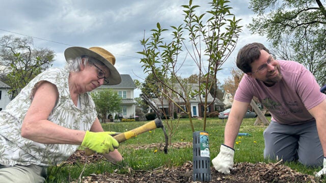 A woman wearing hat and man kneel on the ground and prepare to plant a tree sapling.