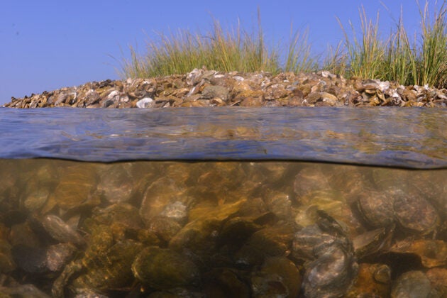 Split view of an oyster reef showing marsh grasses above water and clustered oyster shells below the surface.