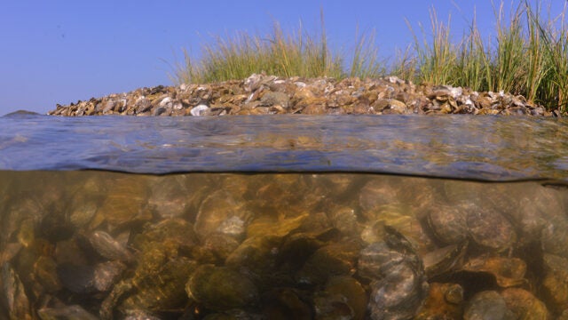 Split view of an oyster reef showing marsh grasses above water and clustered oyster shells below the surface.