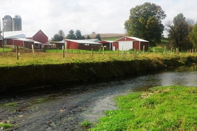 A newly planted riparian buffer with protective tree stakes between a stream and farm buildings with red barns and silos.
