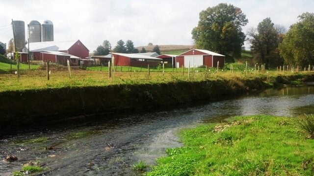 A newly planted riparian buffer with protective tree stakes between a stream and farm buildings with red barns and silos.