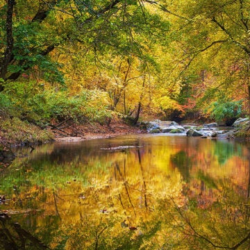 Autumn trees with golden and green foliage reflected in a calm river.