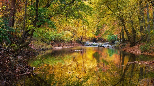 Autumn trees with golden and green foliage reflected in a calm river.