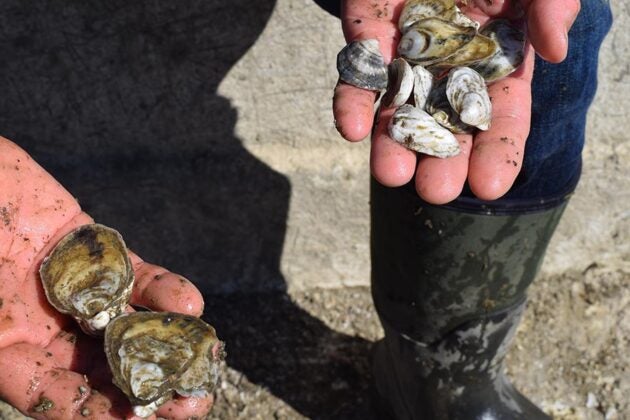 Hands hold muddy clumps of young oysters