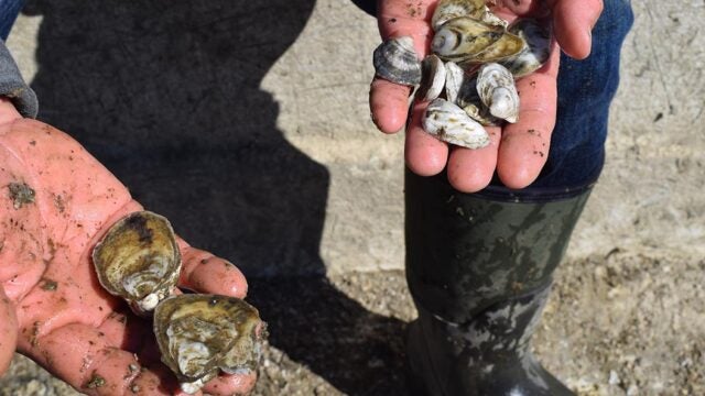 Hands hold muddy clumps of young oysters.