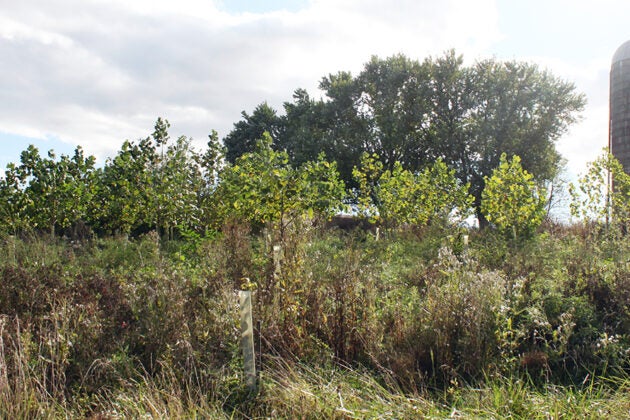 Young riparian buffer with native plants and trees at Open Book Farm with a silo in the background.